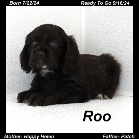 puppy, for, sale, Cocker Spaniel, Joe & Cherri  Overlease, dog, breeder, Miller, MO, dog-breeder, puppy-for-sale, forsale, nearby, find, puppyfind, locator, puppylocator, aca